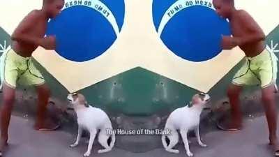 this a brazilian reference