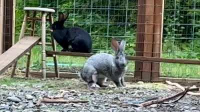 Slow motion Flemish Giant binky