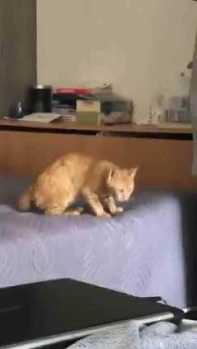 Our loving cat being an intimidating alpha male for the first time