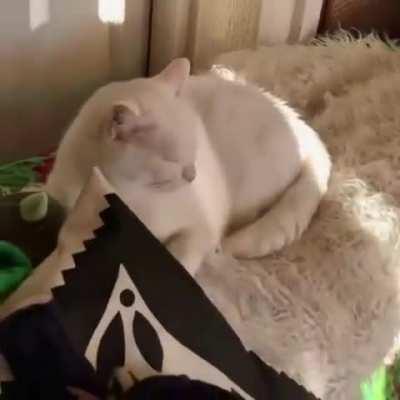 Deaf kitty gets a happy startle