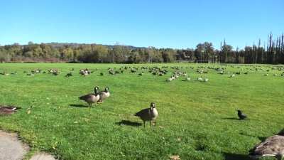 Say hello to my little friends