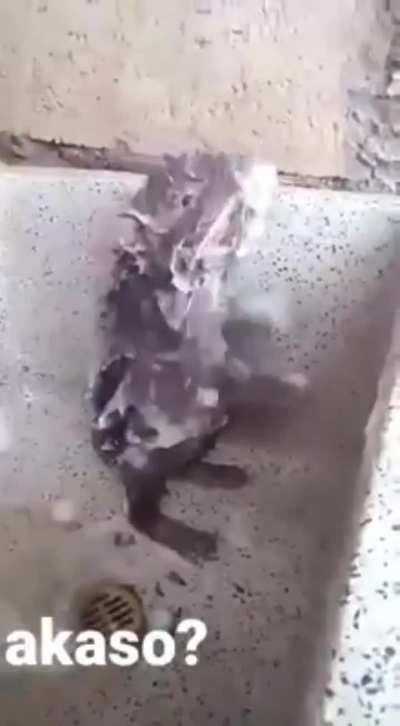 Master Splinter taking a shower