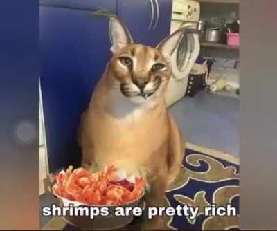 Shrimps are awesome