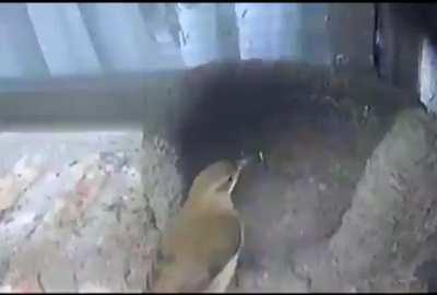 João de barro fazendo sua casa