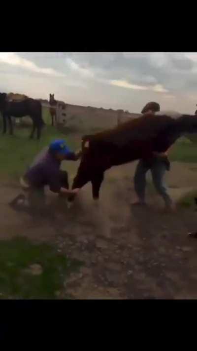 HMB while I body slam a 500+ pound animal.