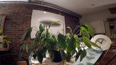My droopy houseplant gets some water (8 hour timelapse)