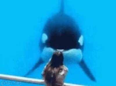 The orca (killer whale) is the largest dolphin