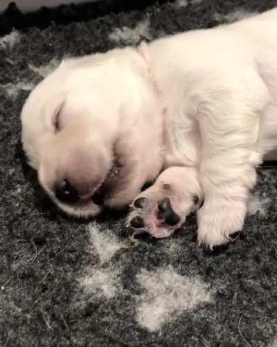 This little guy is having a nice dream