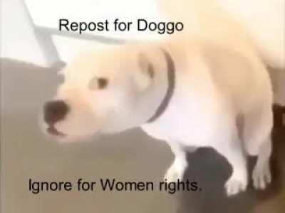 Doggo