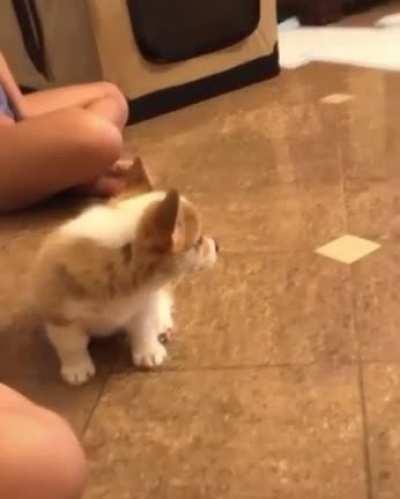 Yeah finally he did the awooo