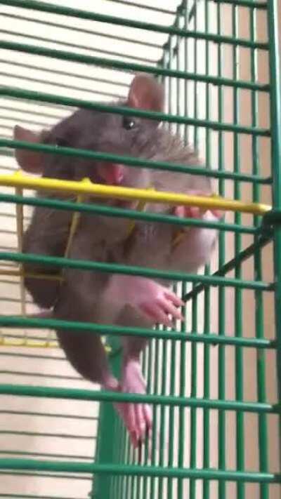 The most comfy pose to sleep