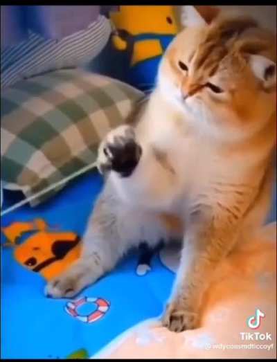 Breaking news: cat loses all 9 lives in freak guitar accident