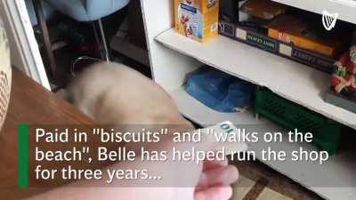 Meath shop hires Labrador to work on till