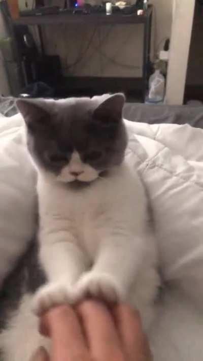 Kitty karate training: wax on wax off