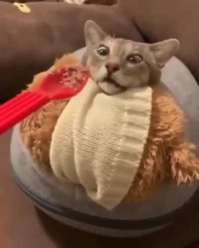 Is that... food I smell