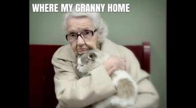 I made a meme of the first verse of ALASKA with pictures of cats