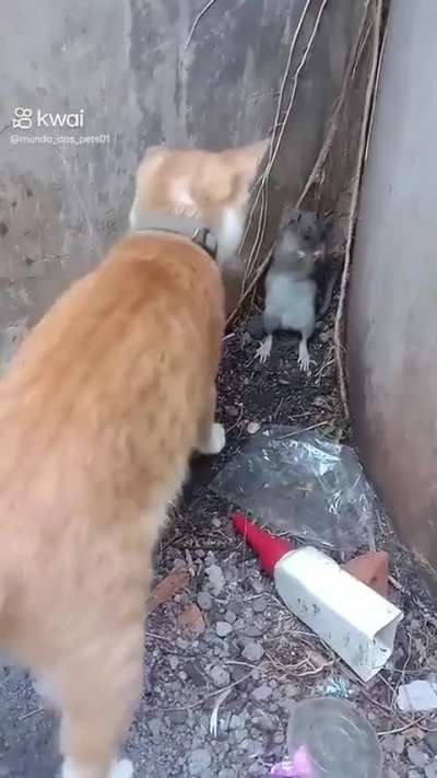 Transferência de cuzcuz psíquico