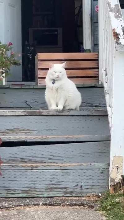 Getting tons of big stretch’s from not my cats!