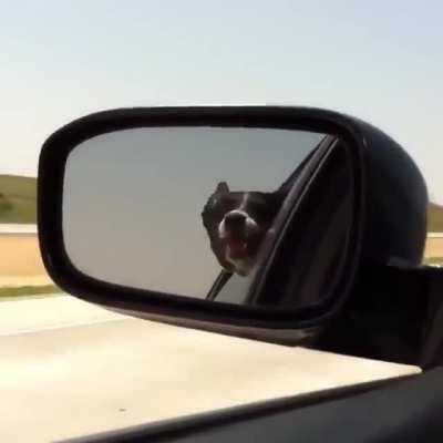 Dog doesn't like other cars