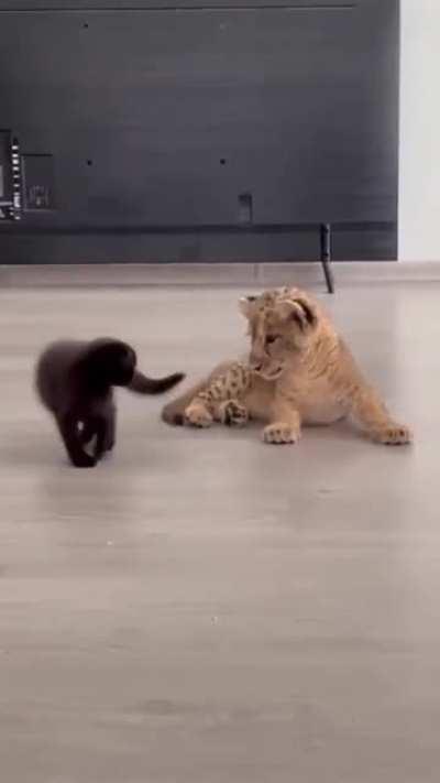 Feather weight vs extra heavy weight