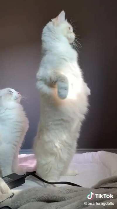 Cat.
