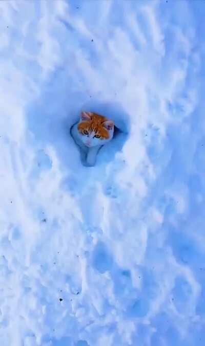 Nest of Snow cats
