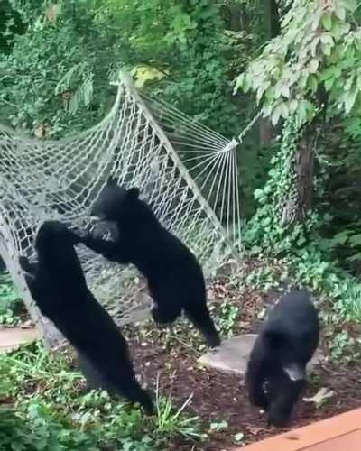 Oh to be a bunch of bear cubs playing with a hammock