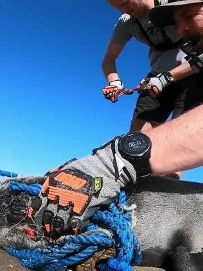 Guys save pup from commercial fishing net