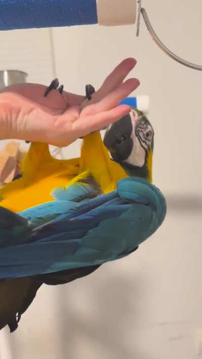 Teaching Pharaoh to go upside down was a mistake. Clingy bird got clingier.