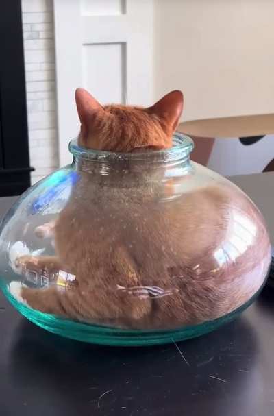 Коты это жидкость