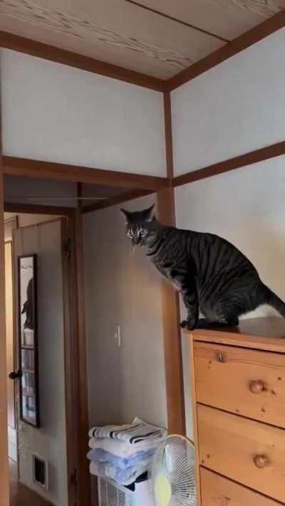 He got distracted by a greeble