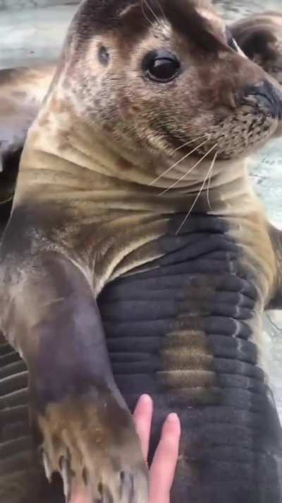 You pet me, i pet back. 