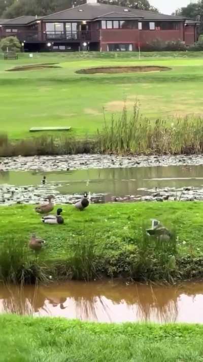 Of a drive she’ll never forget🤦‍♂️