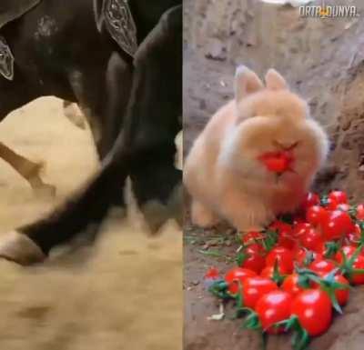 Bunnethor, steward of Gondhare