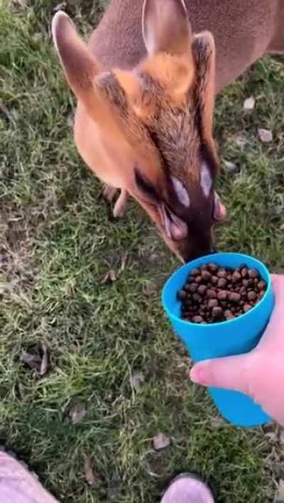🔥Muntjac Deer is an Alien-looking species of deer, that has 
