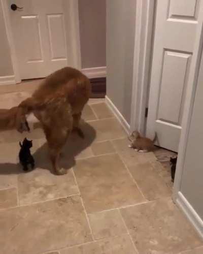 The invasion has begun.