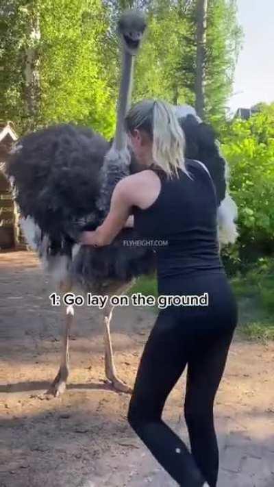 The Process of Taming an Ostrich