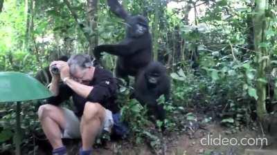 Gorilla encounter