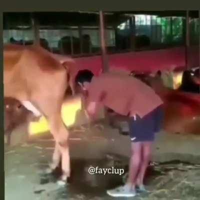 Cow