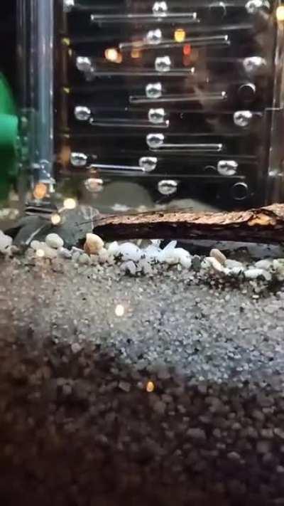 Hypnotizing beautiful Dennerle CO2 Ladder in my 240L, Its running right now!