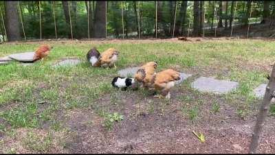 Cutie the guinea pig lives with a flock of chickens and he does whatever they do and goes wherever they go. He just acts like he belongs :)