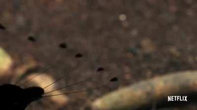 Males of some species of birds have evolved to perform highly elaborate courtship displays to satisfy the females' requirements for suitable mates. The Arfak parotia is one such bird species in which the male first cleans the 'dance floor' and then perfor