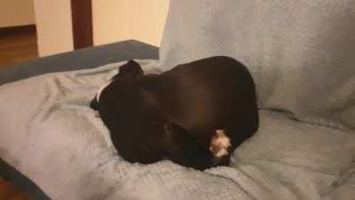 The way my dog is sleeping right now