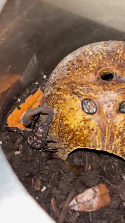 My scorpion had babies. I thought it was a male and was NOT prepared. Next steps ?