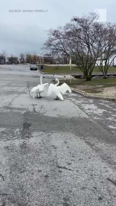 Swan couple reunited after one went to a treatment centre for some time