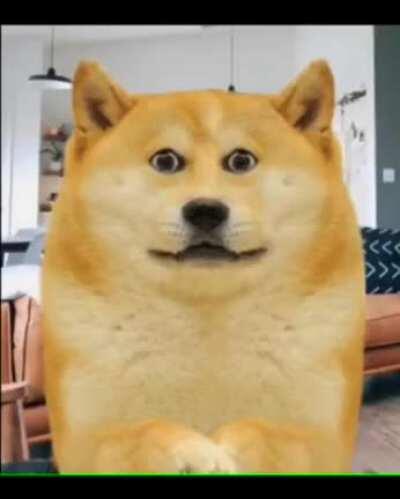 Le flight or fight response has arrived