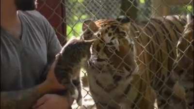 Domestic cat is introduced to a pair of tigers