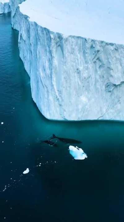 Humpback whales mom and calf swimming among the icebergs in Greenland 🐋❄️