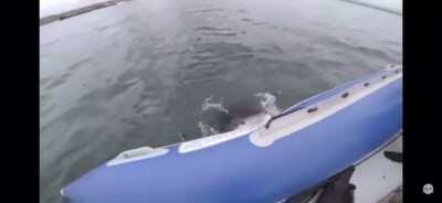 Sharking attack side of boat