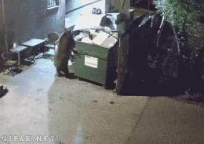 Bear steals dumpster
